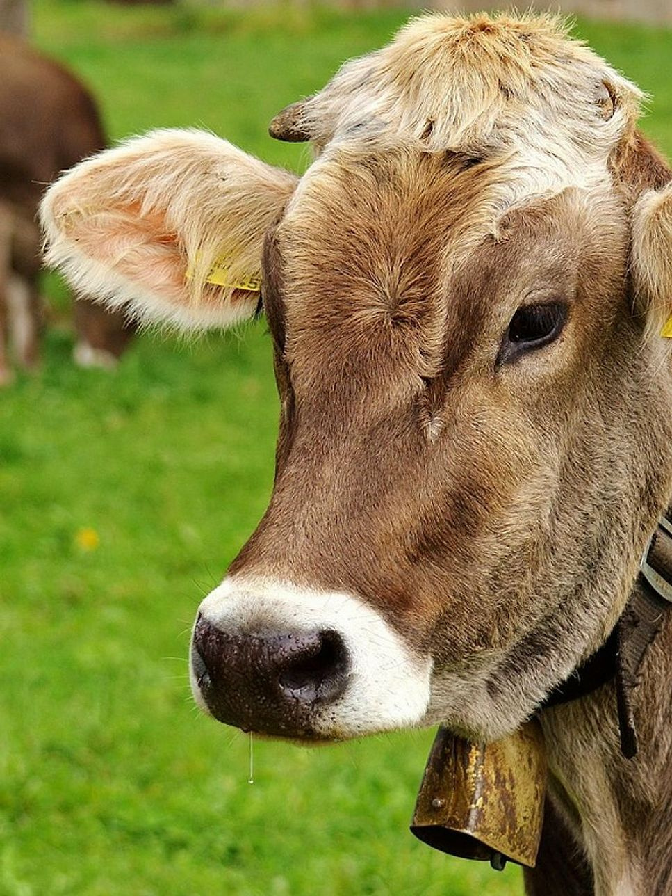 Fazenda ao Seu Alcance